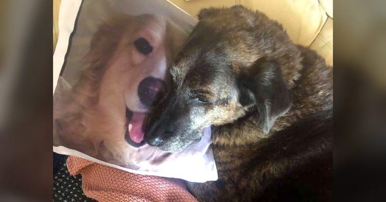 Grieving Dog Won’t Stop Cuddling Pillow Of His Brother Who Passed Away