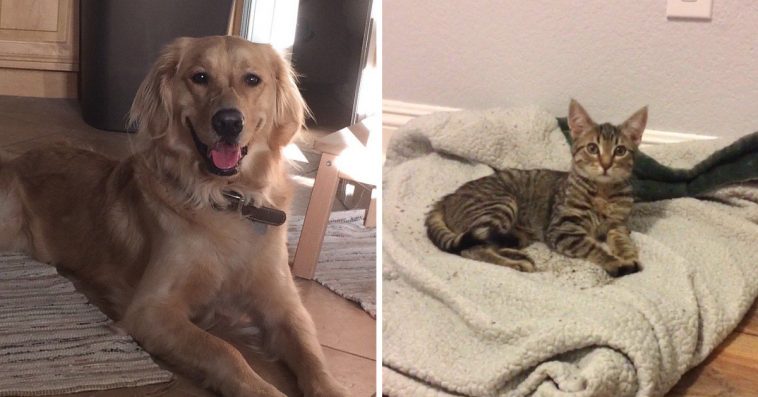 Dog Who Lost Cat Best Friend Brings Stray Kitten Home And ‘Begs’ His Human To Keep Her