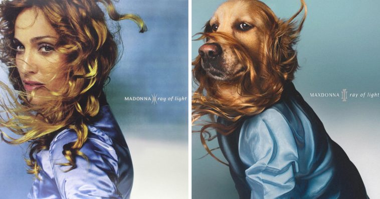 This Golden Retriever Recreates Madonna’s Iconic Pics, And The Results Are Brilliant