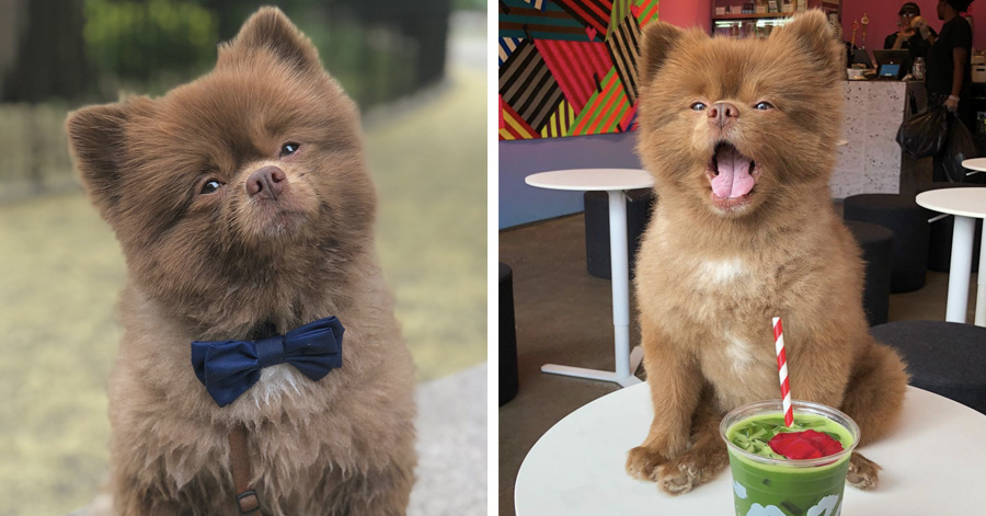 Meet Bertie, The Chocolate Pomeranian Who Looks Just Like A Baby Bear