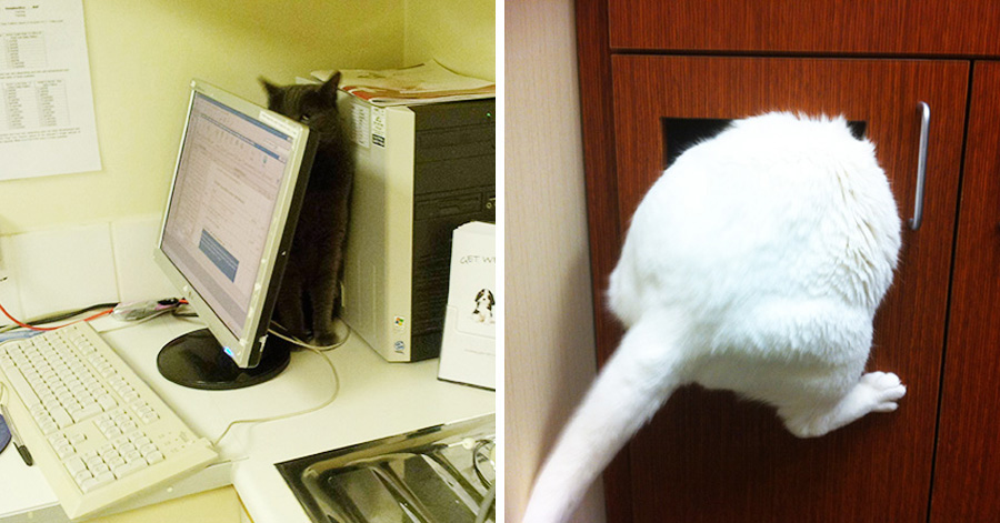 30 Cats Who Went To The Vet And Have Everything Under Control