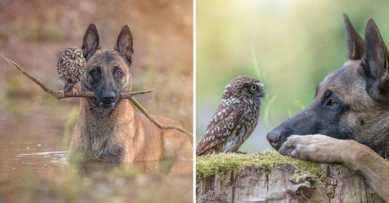 Belgian Malinois And Tiny Owl Have The Most Unlikely Friendship, And Their Photos Are Adorable