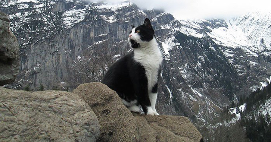 This Cat Guided A Lost Hiker Down A Mountain In Switzerland(video)