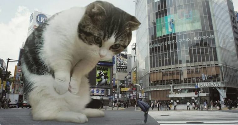 Artist Photoshops Cats Into Giants