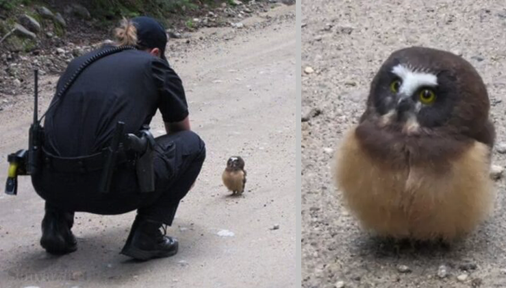 Police Officer Has Adorable Conversation With With A Tiny Baby Owl (Pics & Video)