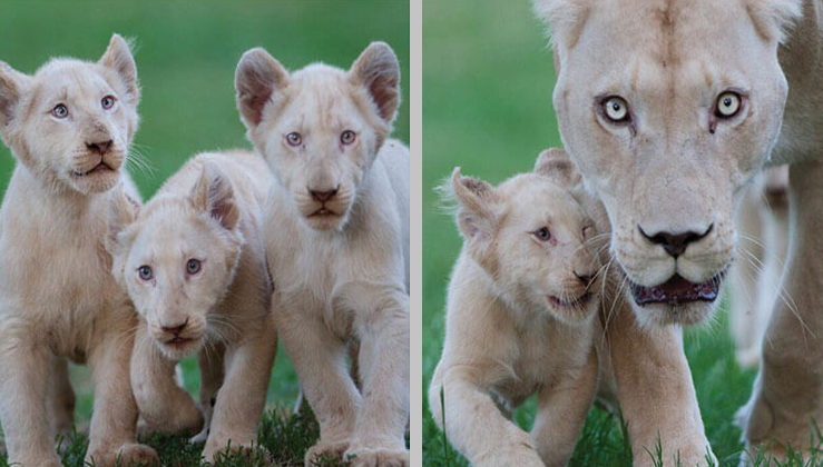 These Baby White Lions Step Outside For The First Time, And Their Reactions Are Priceless