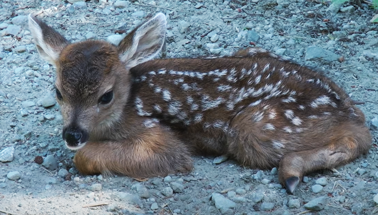Lost Baby Deer Mistakes Man For Her Mother And Warms Hearts (Pics - Video)