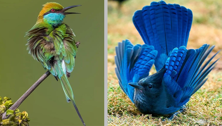 18 Unique Birds That Can Stun You With Their Beauty (Pics & Video)
