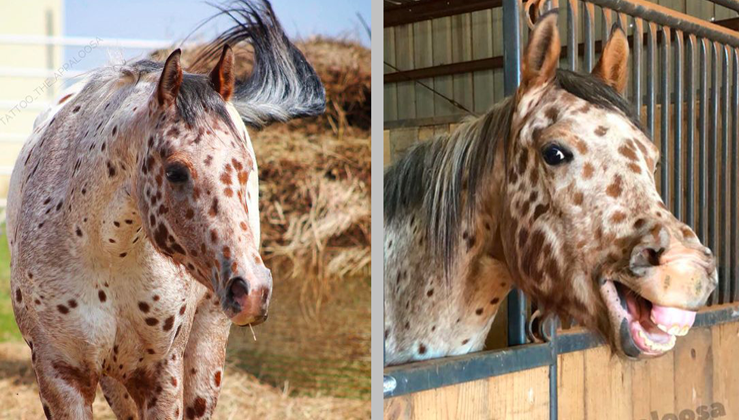 Meet Tattoo, The Stunning Appaloosa Horse With A Unique 'Leopard Spotted' Coat (9 Pics & Video)