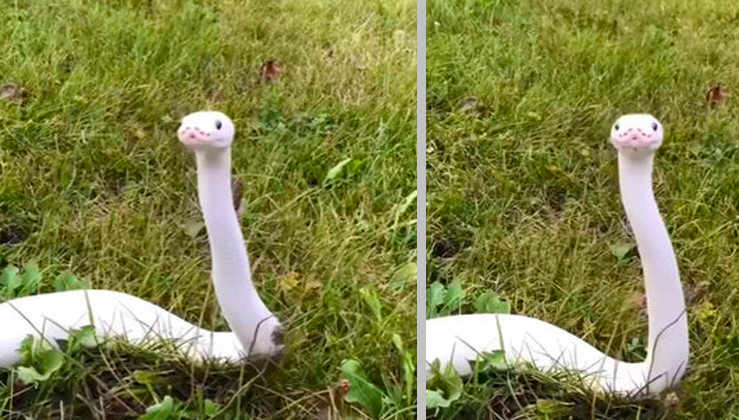 A Gorgeous White Snake Was Spotted In A Grassy Field