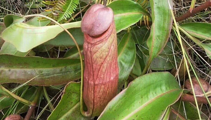 This Phallic-Looking Object Is Indeed A Real Plant Growing In the Philippines And Cambodia (Pics & Video)