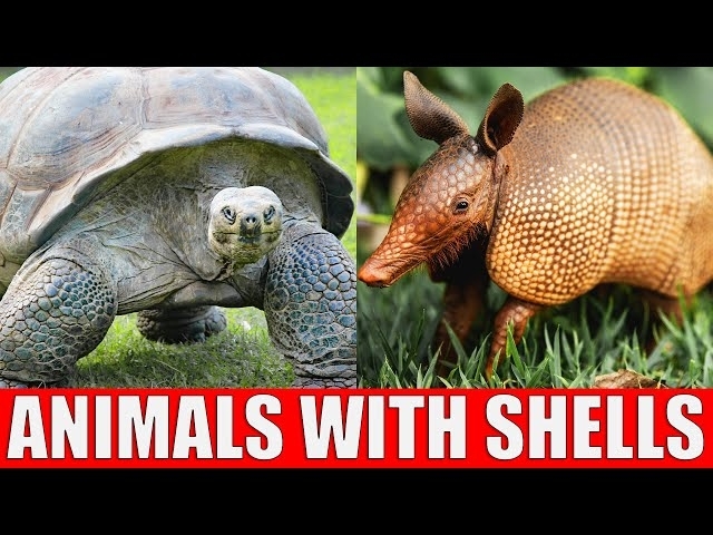 ANIMALS WITH SHELLS for Kids | Learn Animals That Have Shells in English