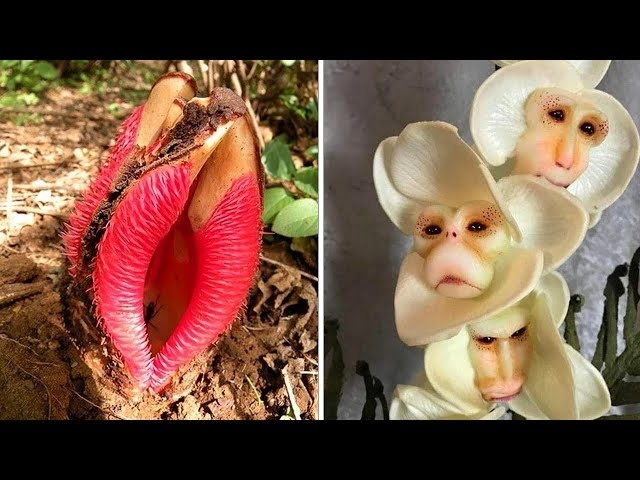 20 Unusual Flowers That Look Like Something Else