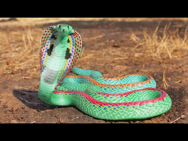 12 Most Beautiful Snakes in the World