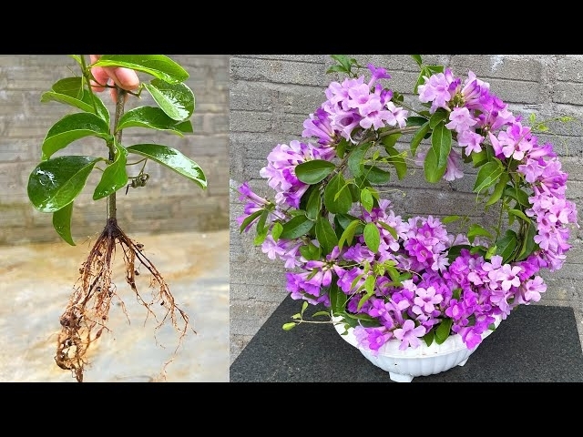 How to create a bonsai pot of garlic orchids | Hoa Lan Tỏi
