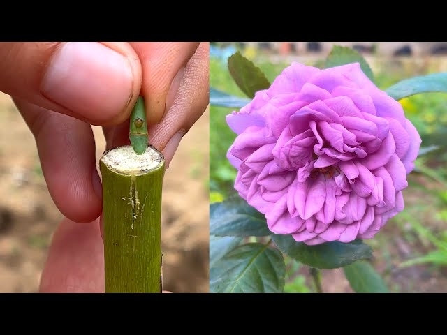 Cách ghép hoa hồng khác nhau trên 1 cây | Grafting rose branches