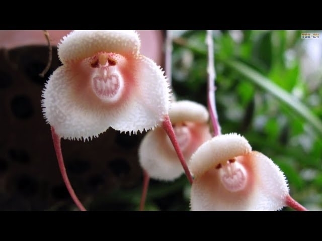 Top 10 Flowers That Look Like Animals