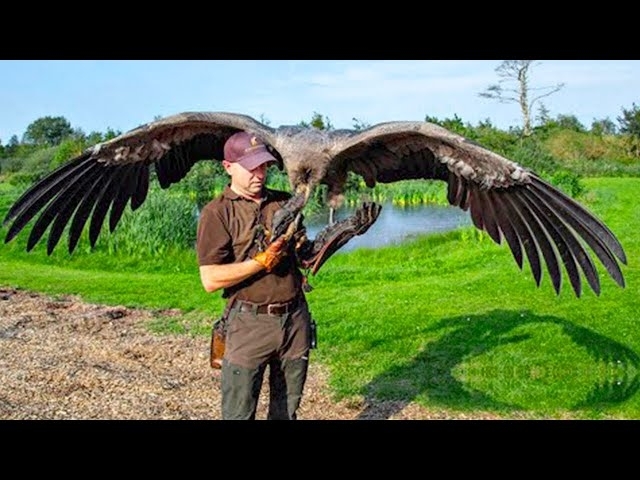 20 Biggest Birds In The World