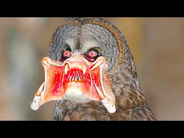 This Bird Will Give You Nightmares