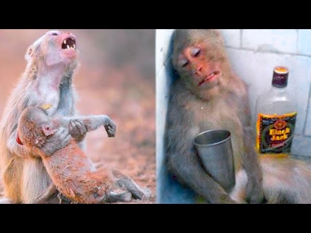 This Is How Monkeys Say Goodbye To The Dead