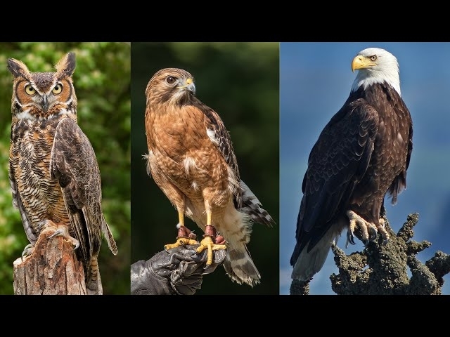 Eagle-eyed Wonders: Fascinating Facts About Birds of Prey!