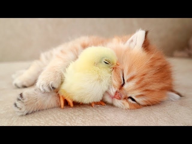 Kitten sleeps sweetly with the Chicken ????