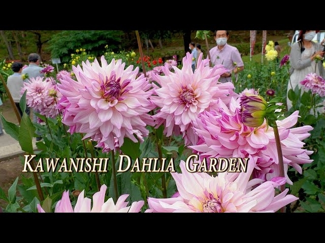 Kawanishi Dahlia Garden 2021 #川西ダリヤ園 #4K　#Dahlia