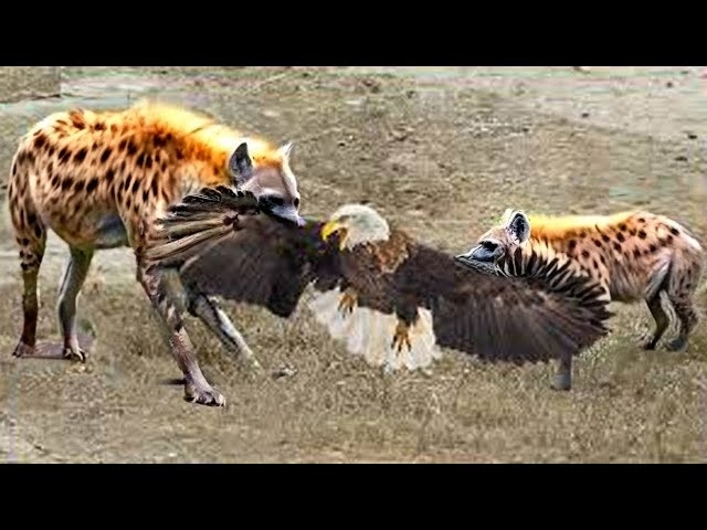 20 Times Eagles Messed With The Wrong Opponent