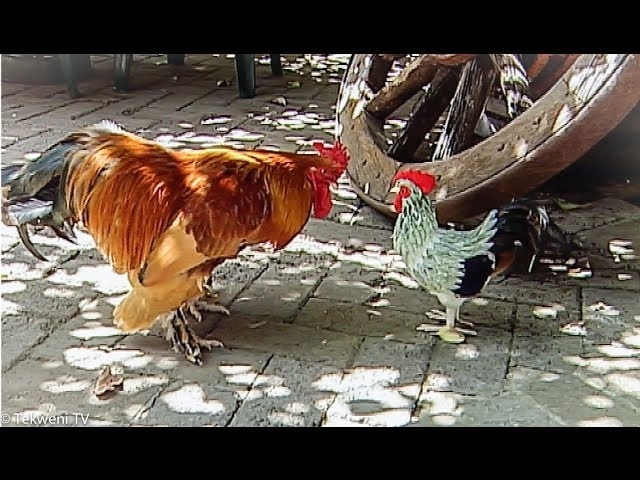 Rooster vs. Impostor: A Feathered Showdown