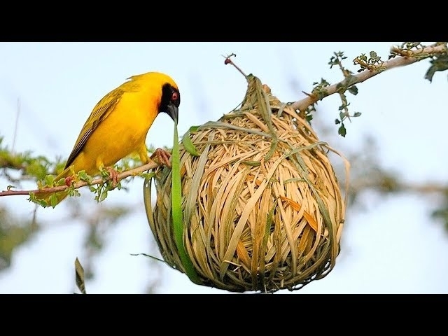 15 Most Amazing Nests In The Animal World!