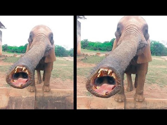Why This Elephant Probably Wants You Dead