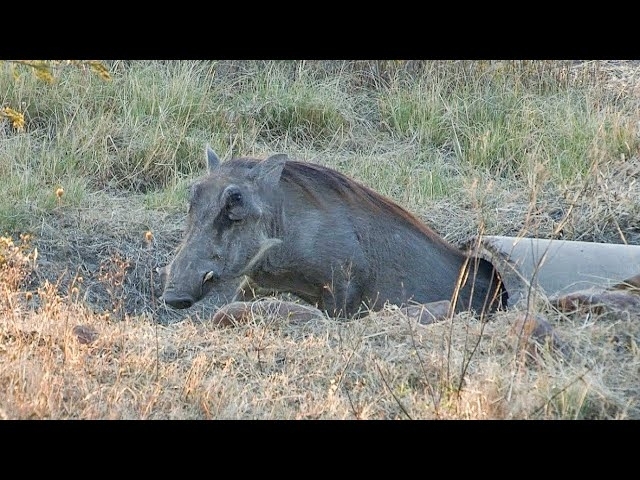 Unwelcome Lodging: Warthog's Mismatched Man-Made Burrow