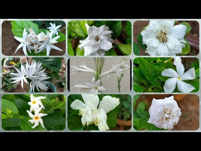 179 - Top 10+ White Flowers of My Garden