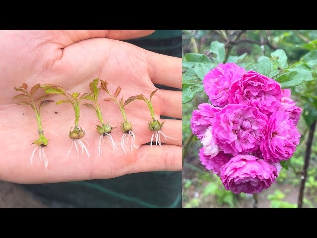 Thử ươm quả hoa hồng | How to grow roses from seeds