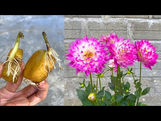Cách trồng hoa Thược Dược bằng củ | Grow Dahlias At Home