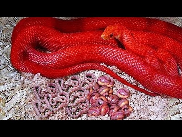 A Man Was Shocked To See The Strange Babies His Pet Snake Gave Birth to..