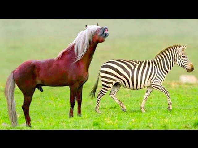 This Is What a Horse and Zebra Cross Breed Into