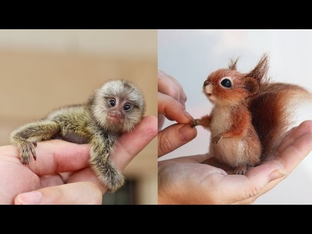 10 Cutest Baby Animals That Will Make You Go Aww #2