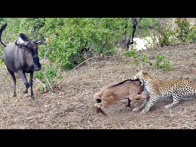 Battle Between Leopard & Wildebeest Mother over Calf