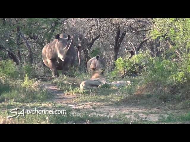 Wild Encounter: Rhinos Stir Sleeping Lions ????????