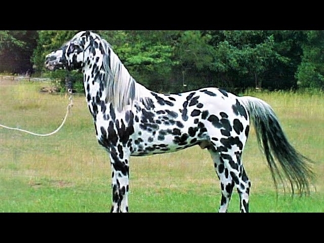 10 Beautifully Colored Rare Horse Breeds
