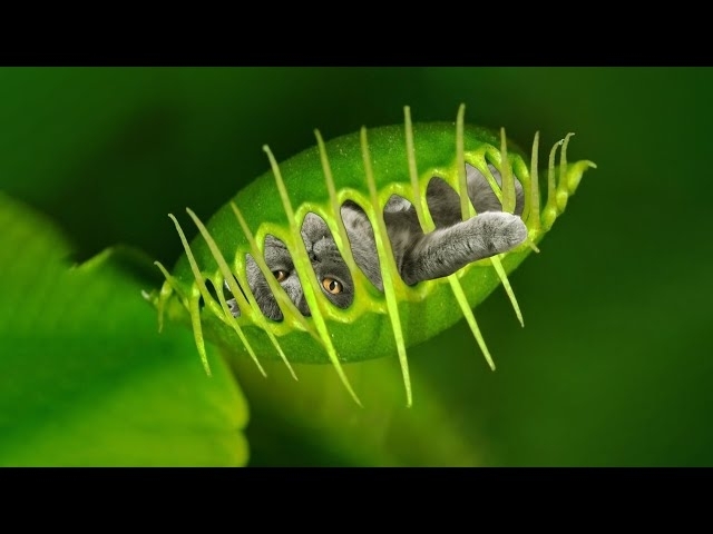10 Deadly Plants That Eat Animals
