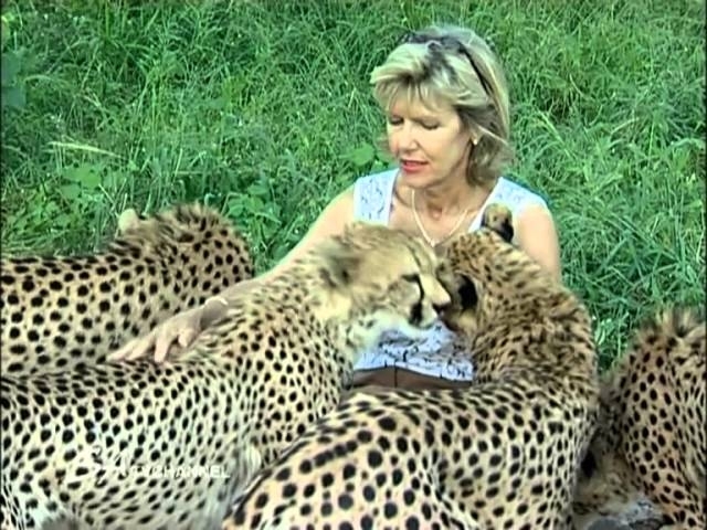 Enchanting Cheetahs: Purring Predators at Feeding Time