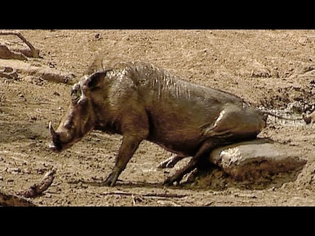Warthogs Scratch their Bums in the Mud