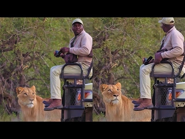 This Person Was Unaware That A Lioness Is Sneaking Up On Him