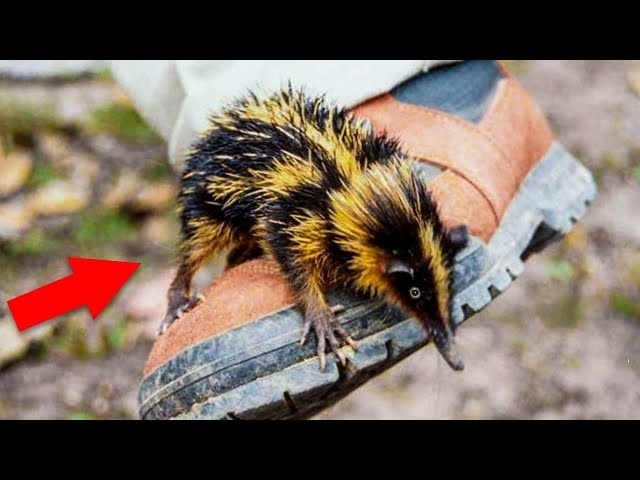 10 Animal Species That Will Surprise You????