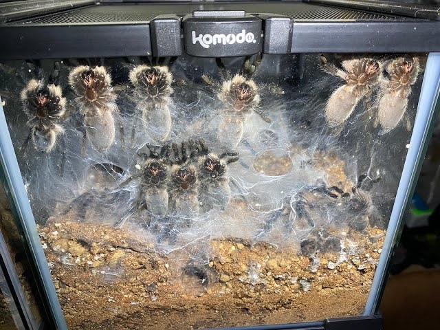 Monocentropus balfouri 30+juvies to rehouse all together uploaded