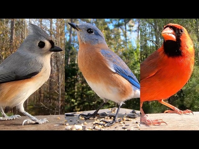 Birds at my Feeder: A Time-Lapse Video with Beautiful Bird Songs and Calls - Cat TV