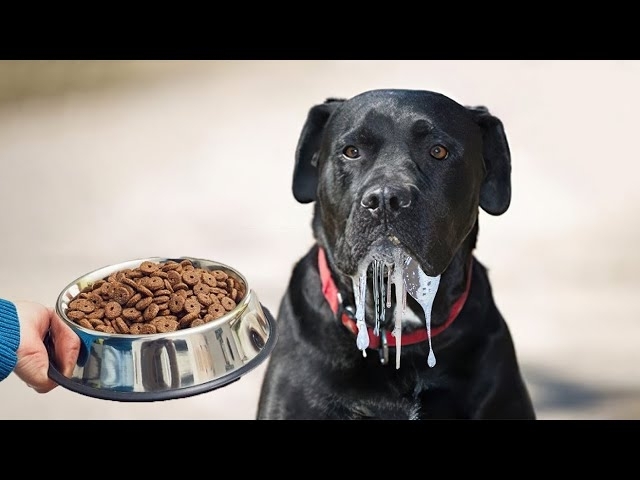 10 Dog Breeds That Drool like Crazy