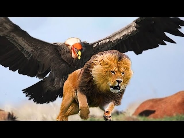 This is What the Most Dangerous Bird in the World Can Do #2
